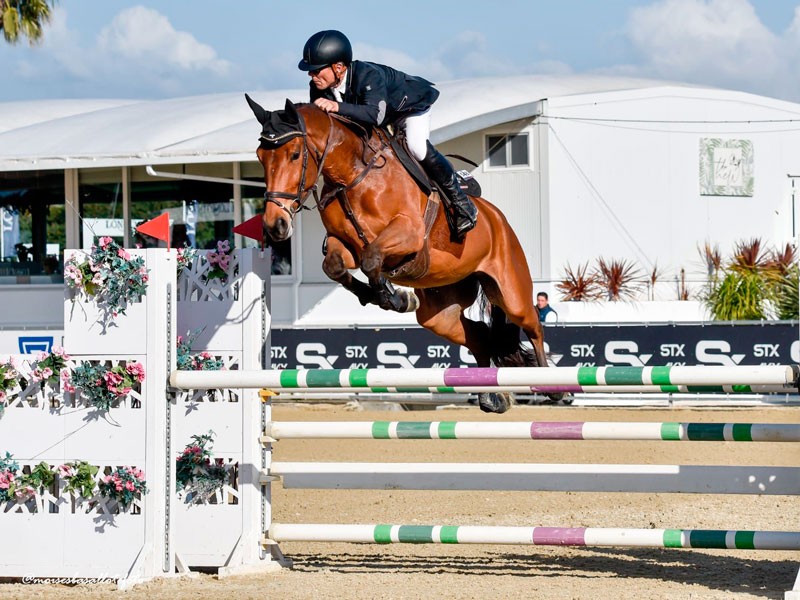 horse